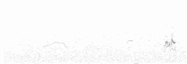 Ak Karınlı Sığırcık - ML340114521