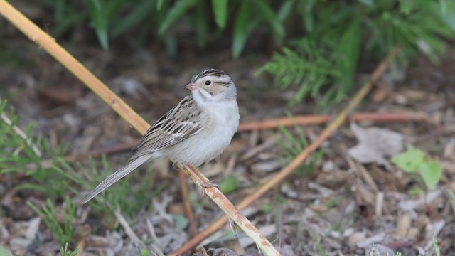 Clay-colored Sparrow - ML340116571