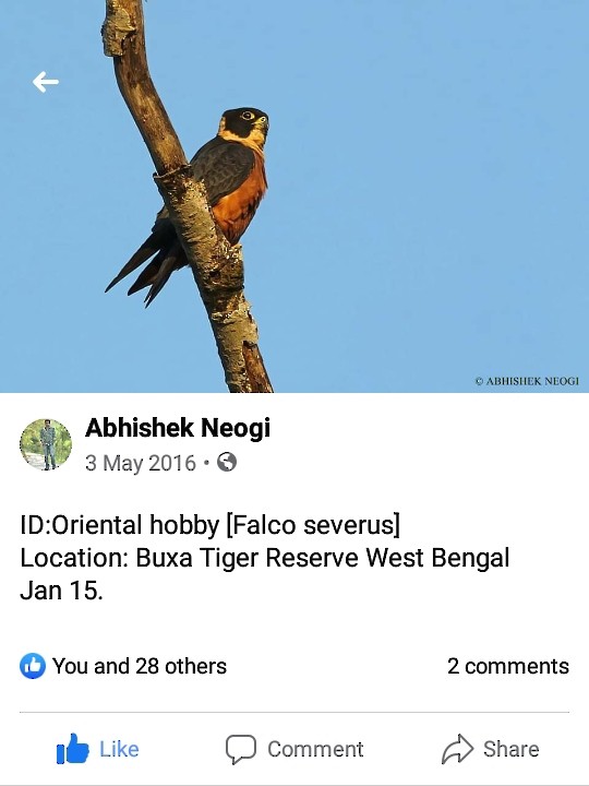 Oriental Hobby - Birdwatchers' Society of Bengal