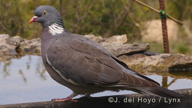 Common Wood-Pigeon - ML340121561