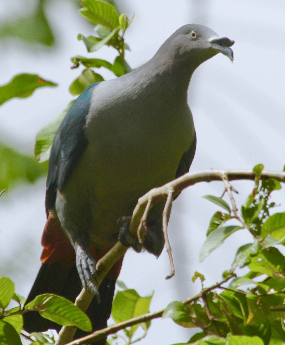 Marquesas Imperial-Pigeon - ML340122571