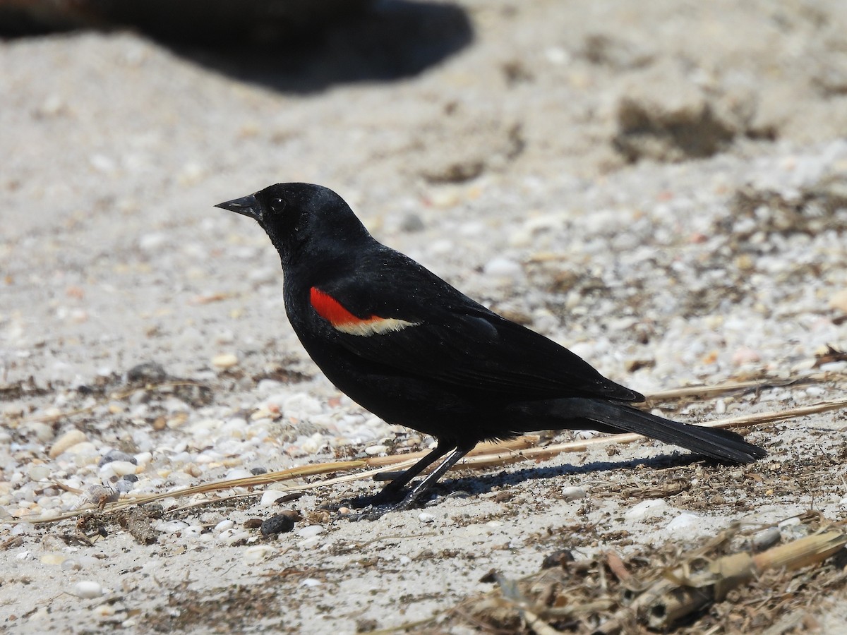 Red-winged Blackbird (Red-winged) - Dan O'Brien