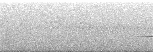 Solitaire siffleur - ML340125261
