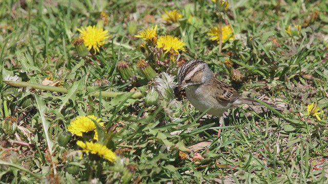Clay-colored Sparrow - ML340125791