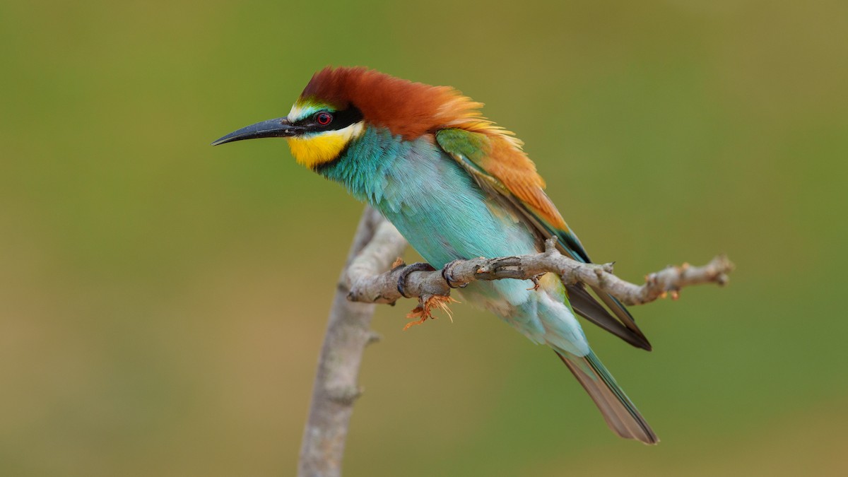 European Bee-eater - ML340126591