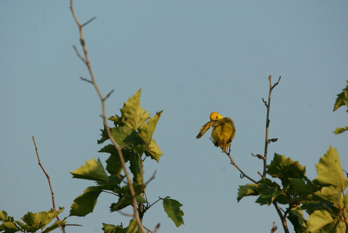 Yellow Warbler - Caleb Scholtens