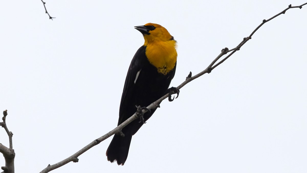 Yellow-headed Blackbird - Jim Gain