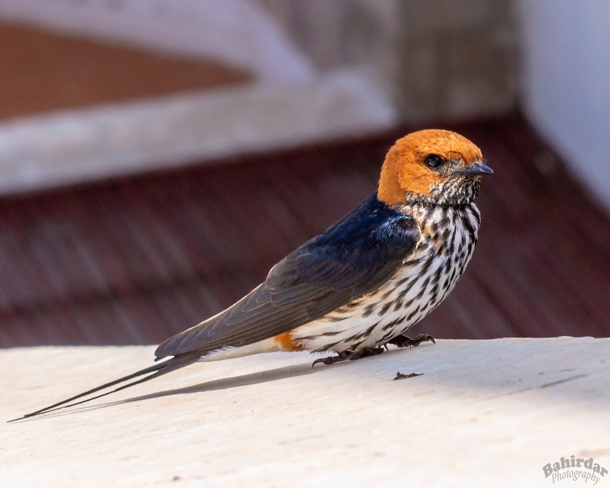 Lesser Striped Swallow - Asrat Ayalew