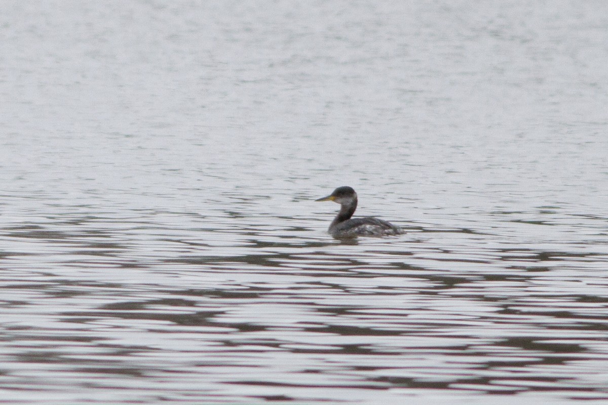 Red-necked Grebe - ML34013761