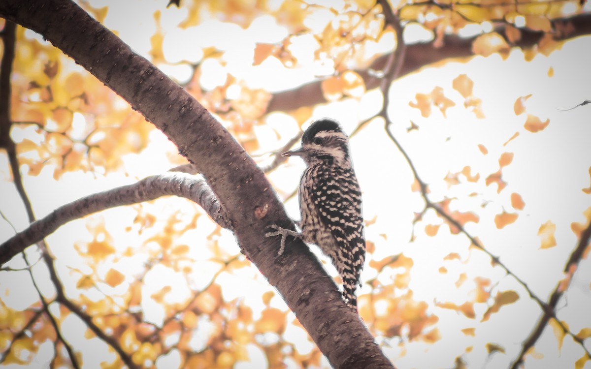 Striped Woodpecker - ML340140691