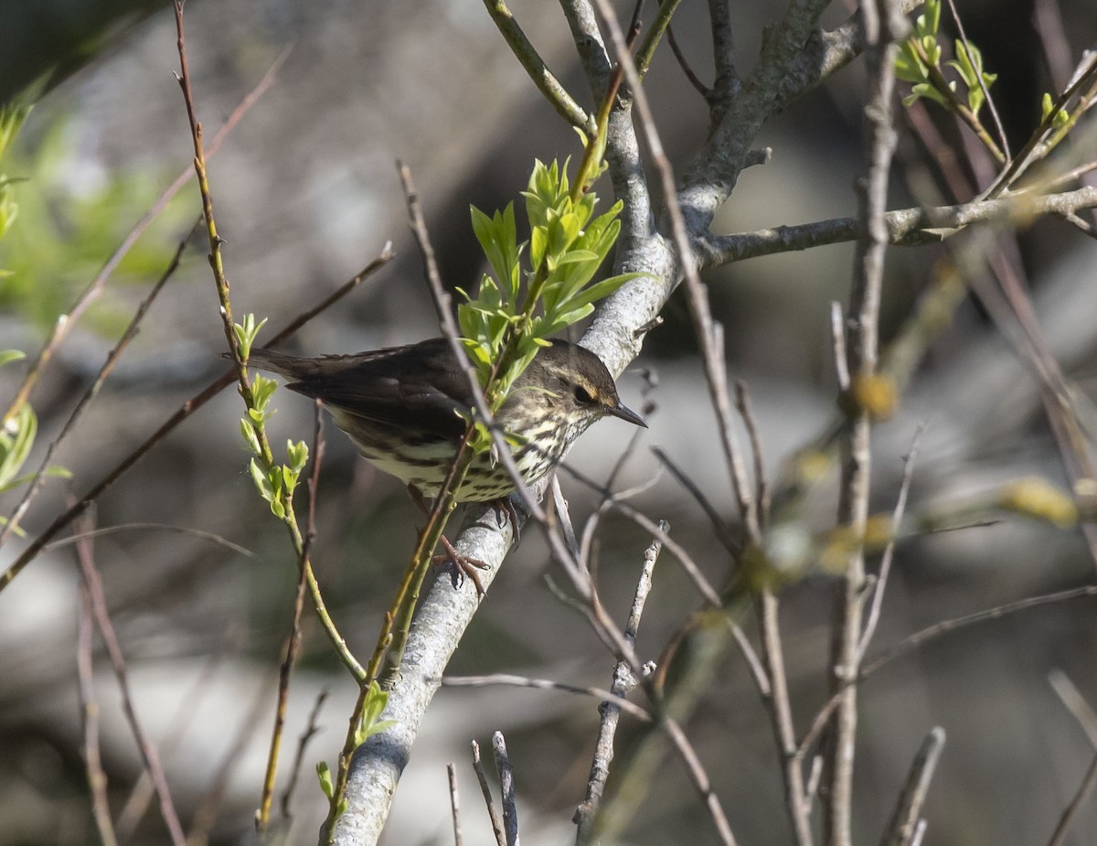 Northern Waterthrush - Ronnie d'Entremont