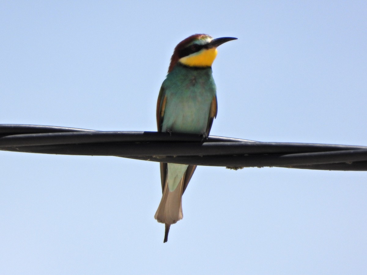 European Bee-eater - ML340156891