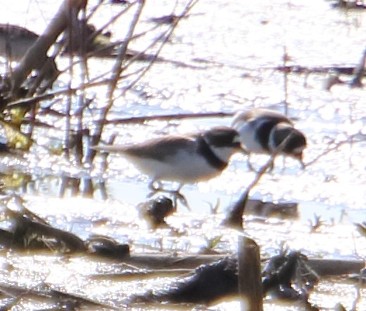 Semipalmated Plover - ML340157431