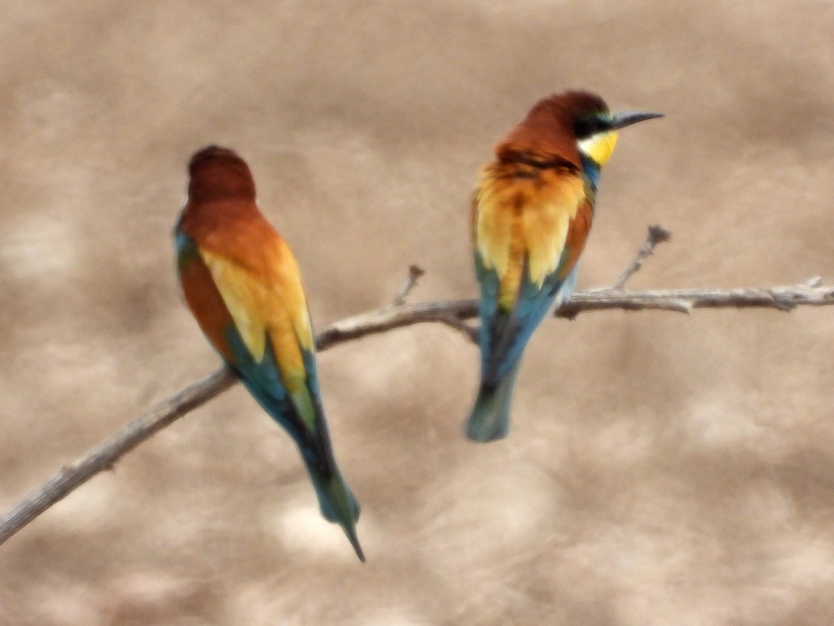 European Bee-eater - ML340157681