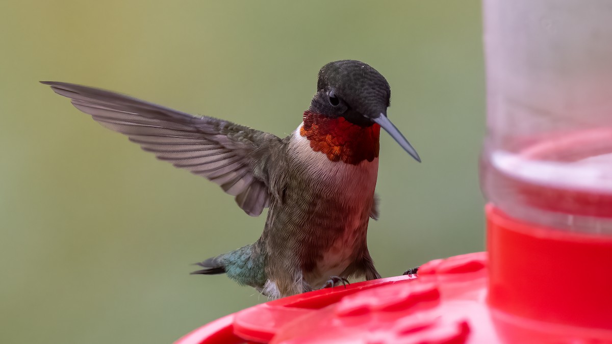 Ruby-throated Hummingbird - ML340157721