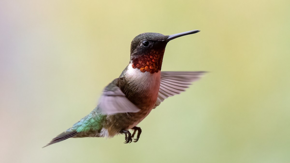Ruby-throated Hummingbird - ML340157731