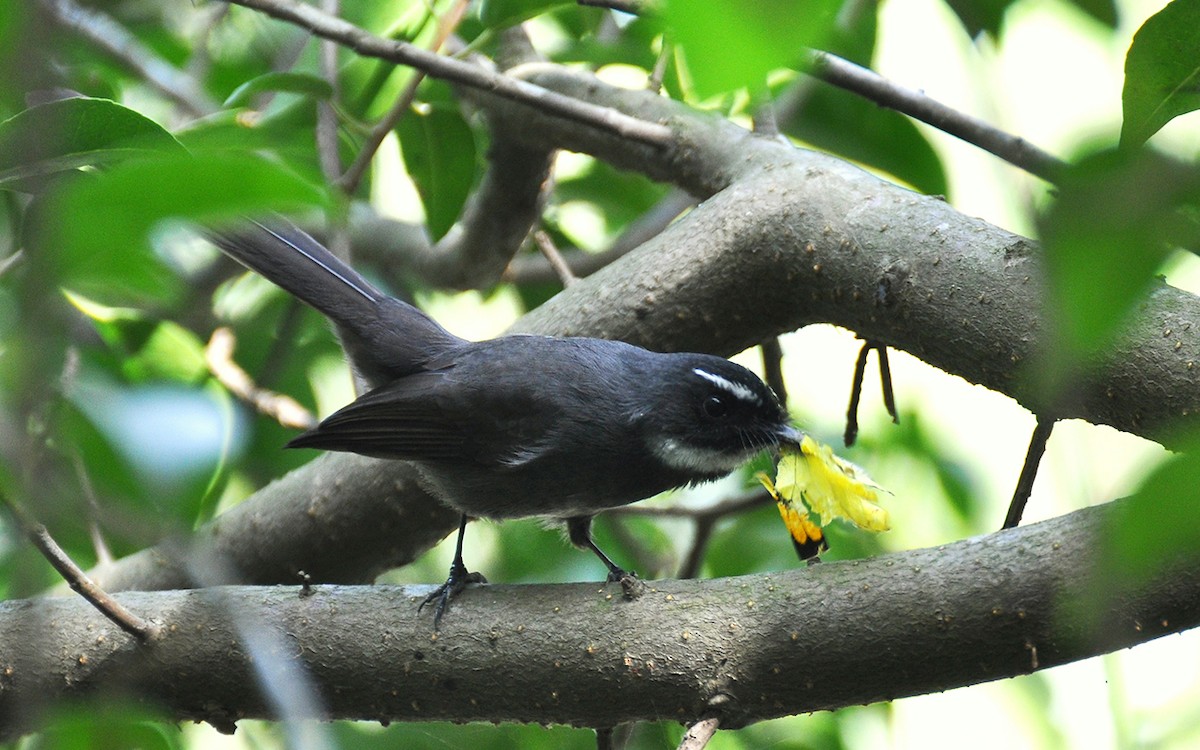 White-throated Fantail - ML340158271