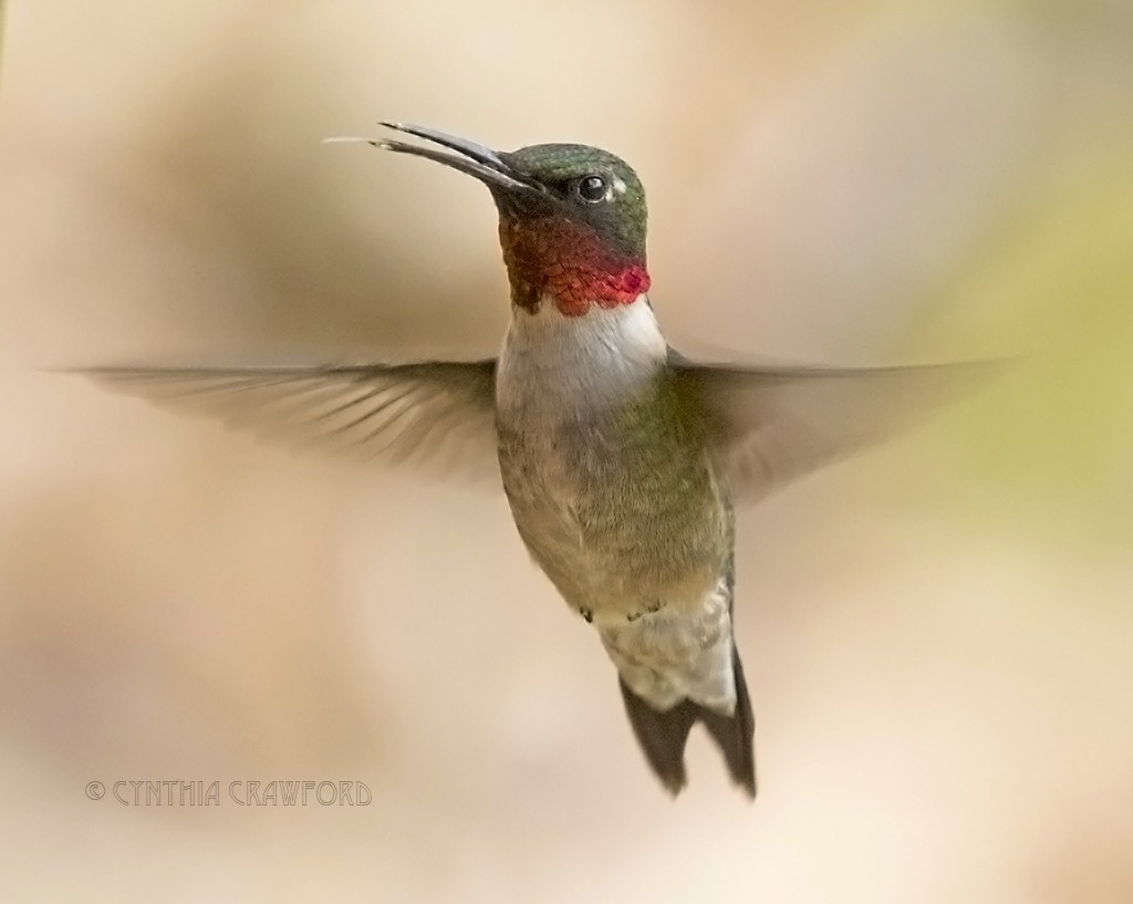 Ruby-throated Hummingbird - Cynthia Crawford
