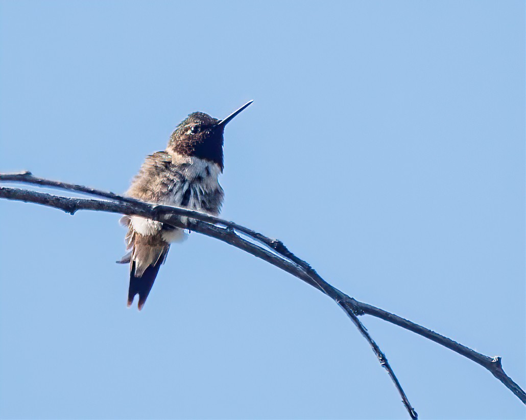 Ruby-throated Hummingbird - Marc Boisvert