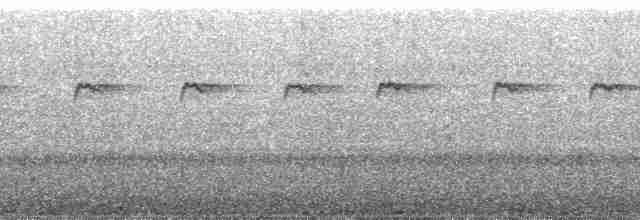 Uzun Kuyruklu Sinklot (pabsti) - ML34018