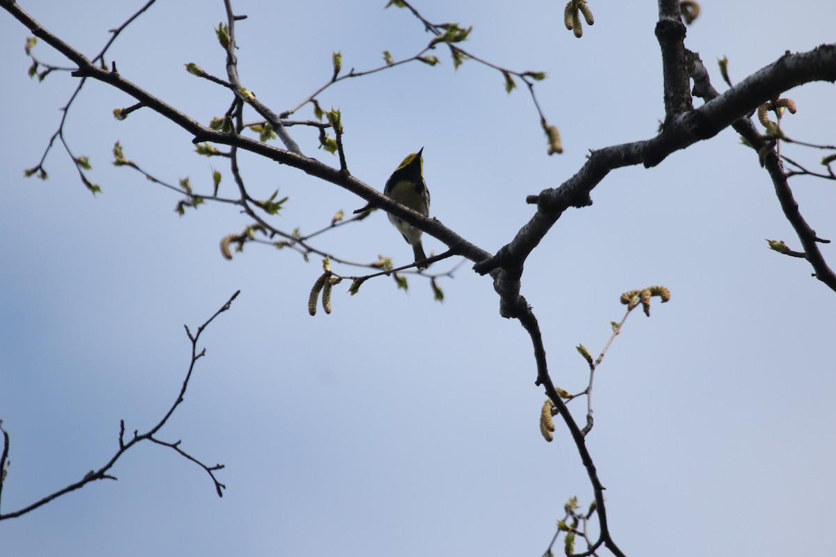 Black-throated Green Warbler - ML340183451