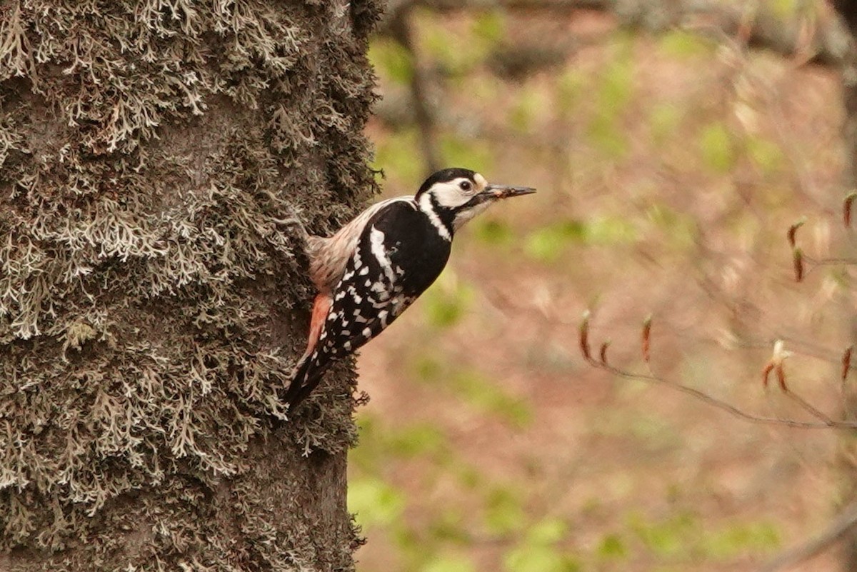 White-backed Woodpecker - Mira Milovanović