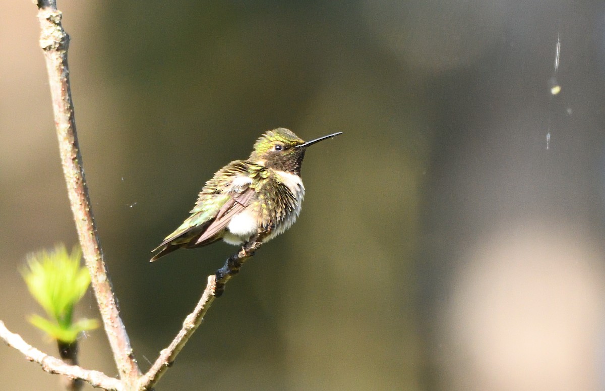 Ruby-throated Hummingbird - Matthew Garvin