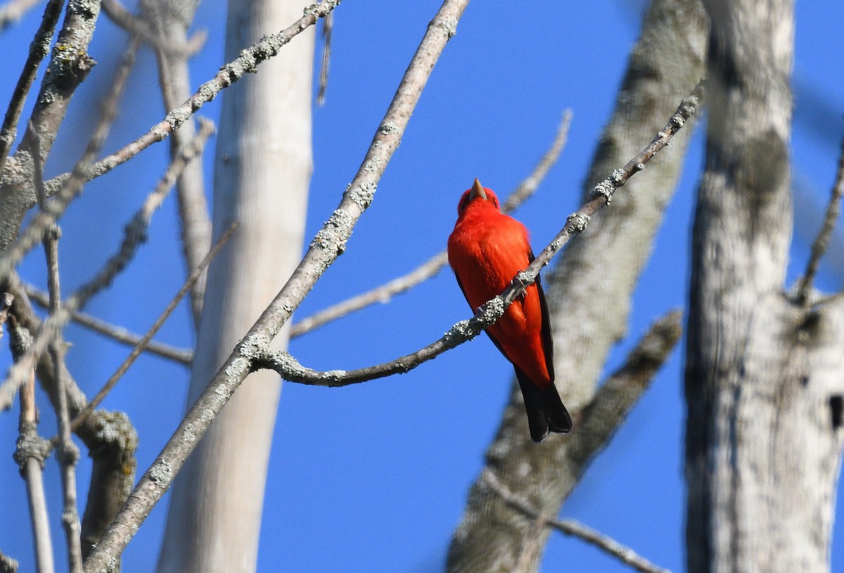 Scarlet Tanager - ML340187491