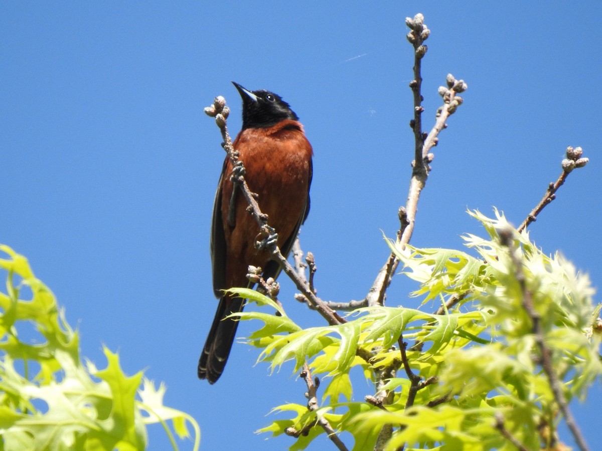Orchard Oriole - ML340189551