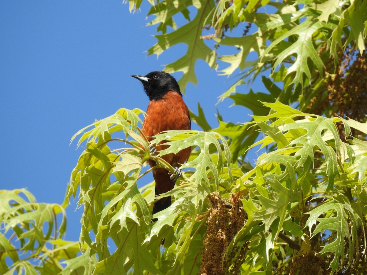 Orchard Oriole - ML340189561