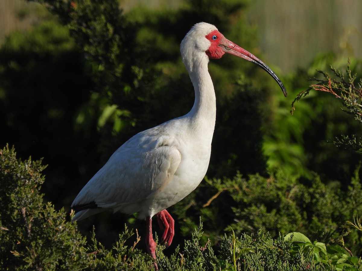 ibis bílý - ML340193671