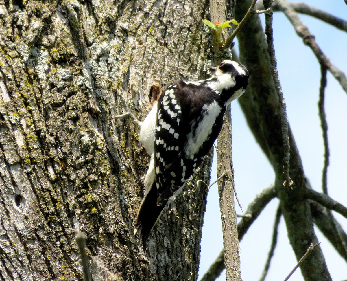Downy Woodpecker - ML340196121