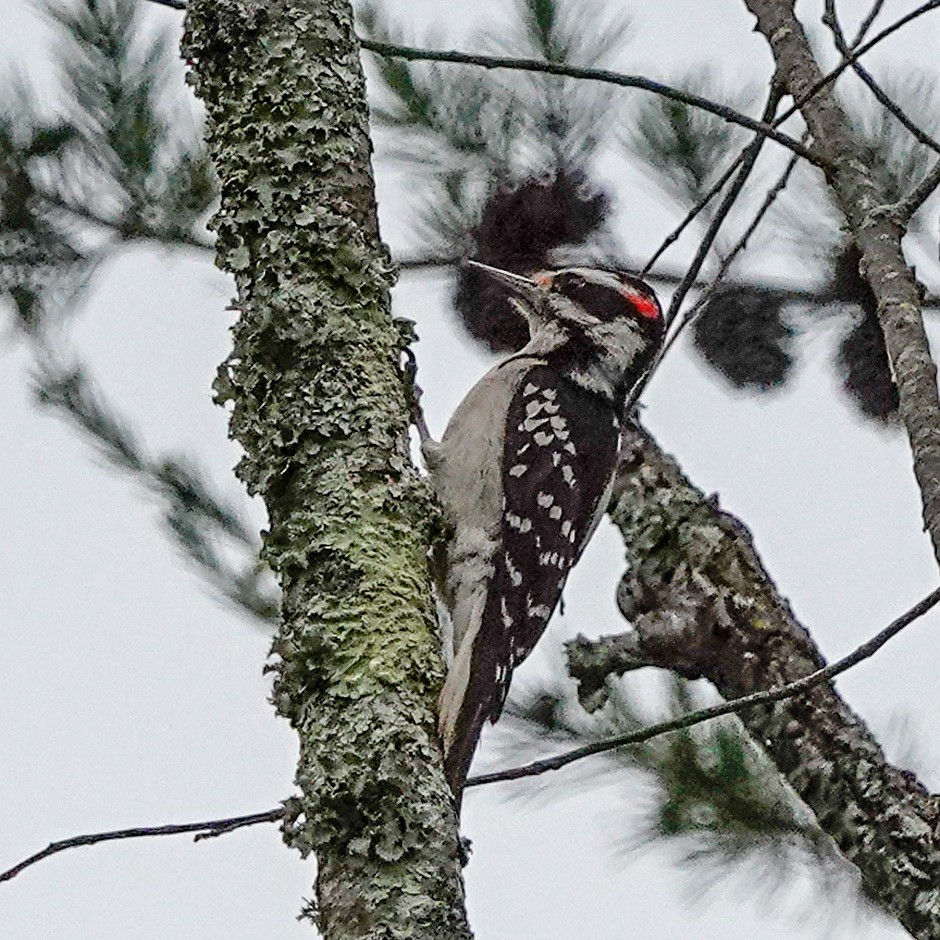 Hairy Woodpecker - Donald Sutherland