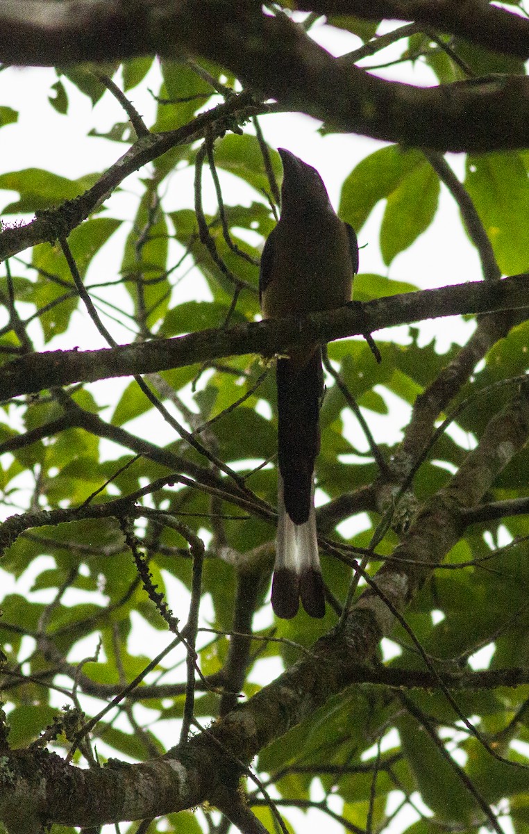 Sumatran Treepie - ML340217841