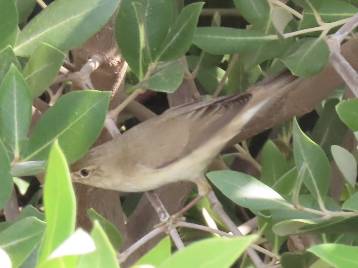 Common Reed Warbler (Mangrove) - ML340221511