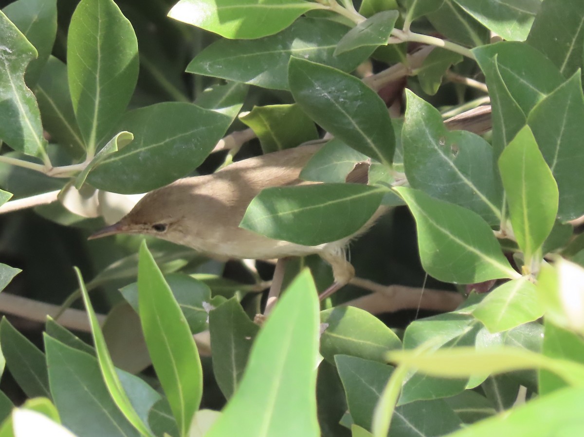 Common Reed Warbler (Mangrove) - Gregory Askew