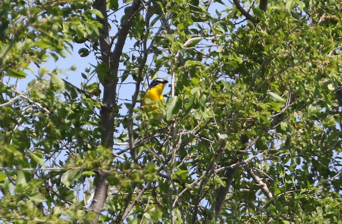 Yellow-breasted Chat - Don Burggraf