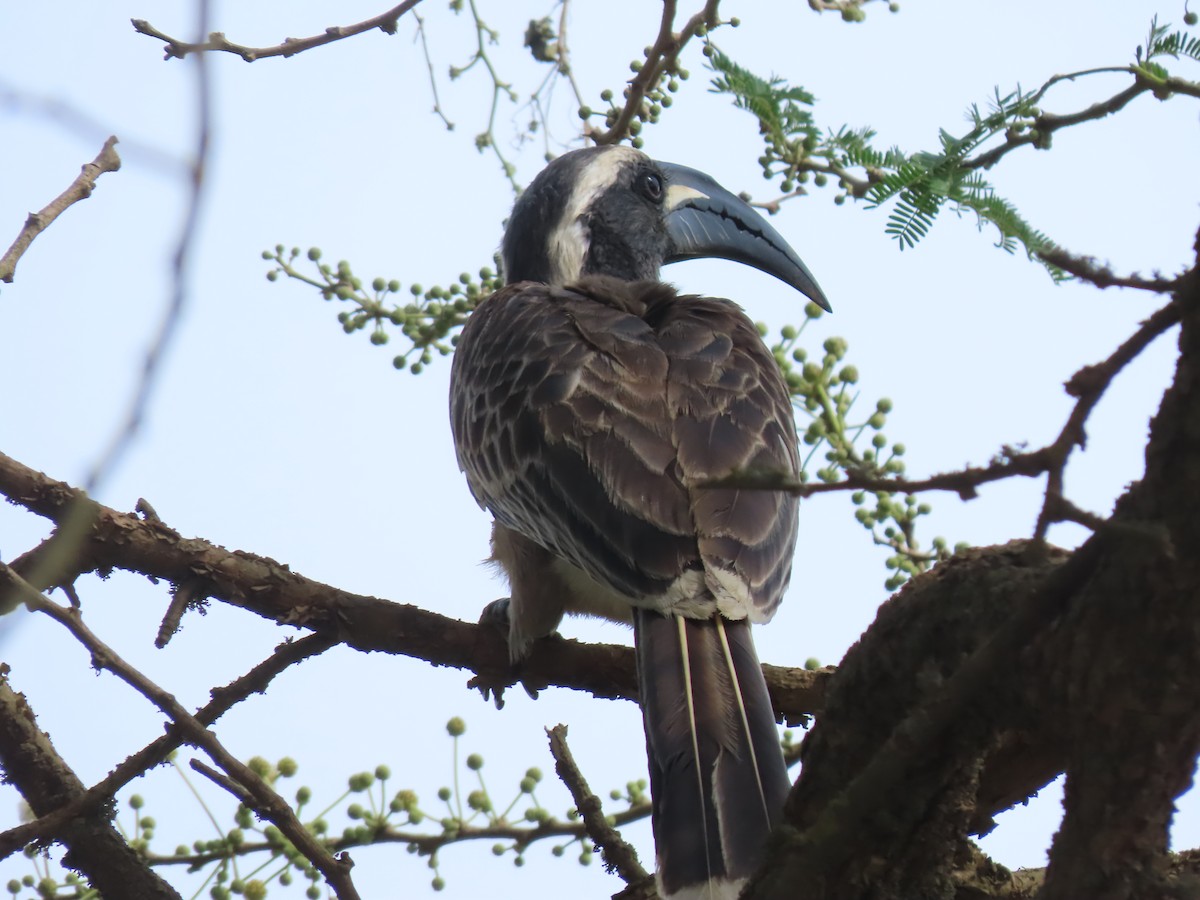 African Gray Hornbill - Gregory Askew