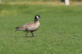 Cackling Goose, ML340243541