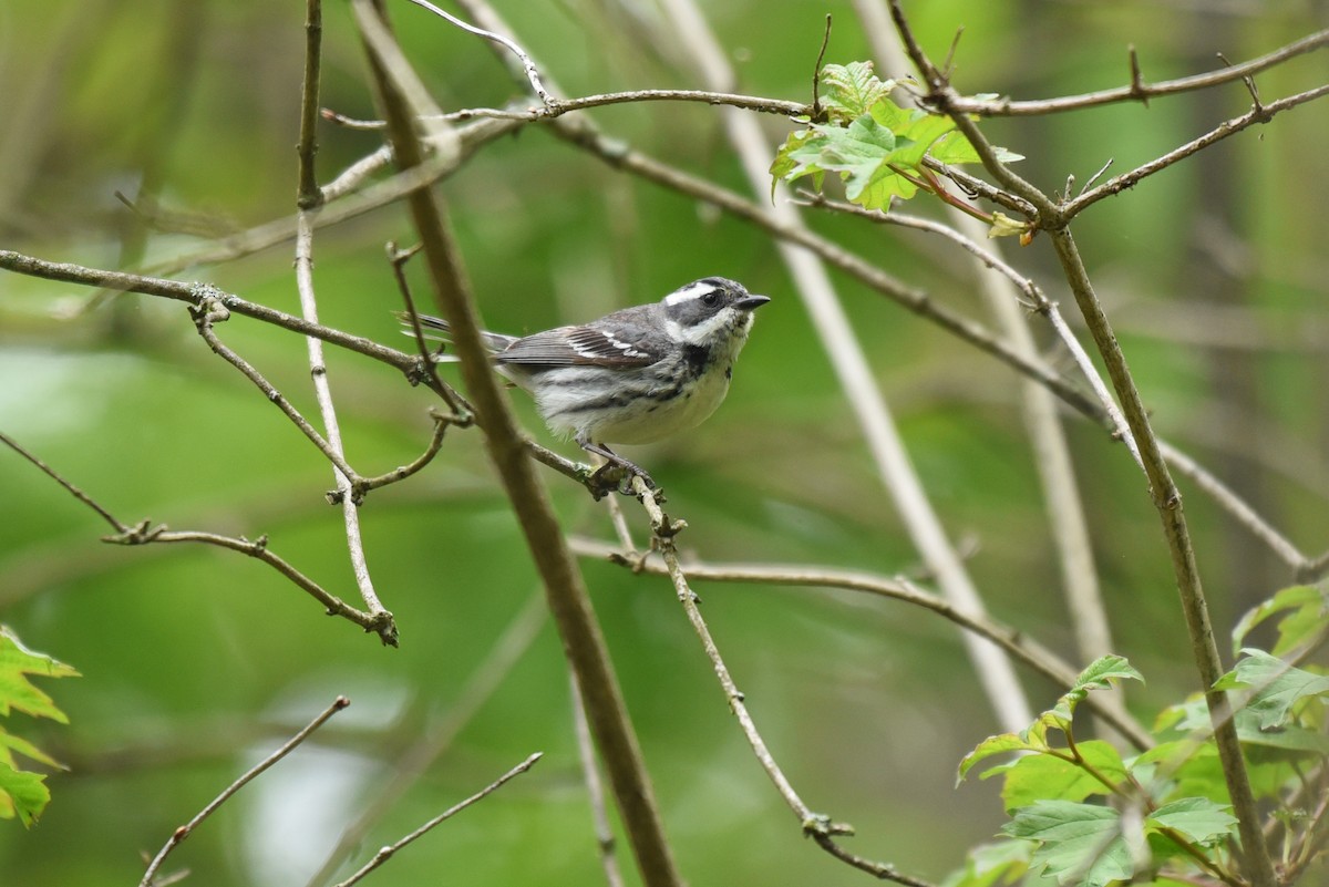 Black-throated Gray Warbler - ML340248711