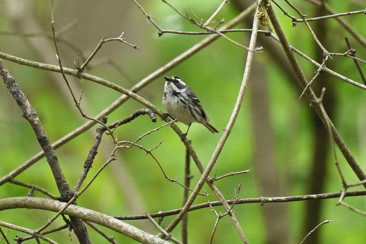 Black-throated Gray Warbler - ML340248751