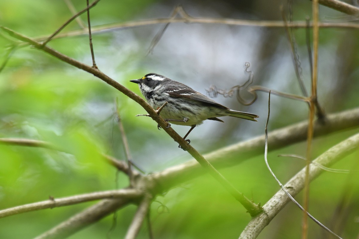 Black-throated Gray Warbler - Zoe Finney