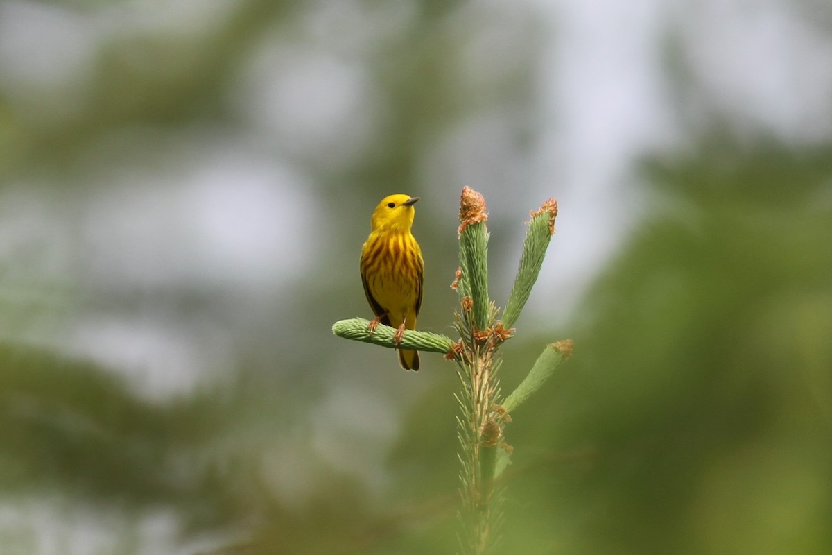 Yellow Warbler - Mylene  Paulhus, Perreault
