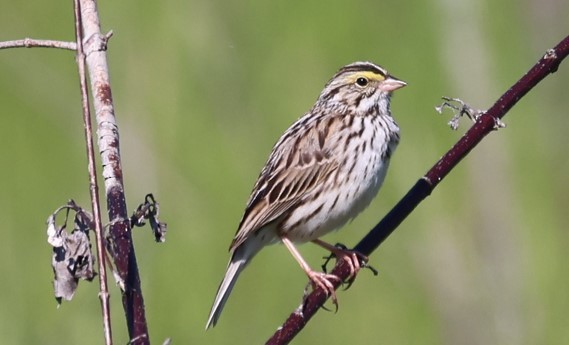 Savannah Sparrow (Savannah) - ML340254681