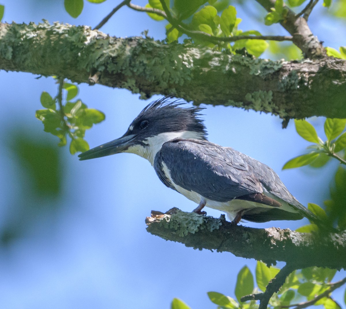 Belted Kingfisher - ML340258911