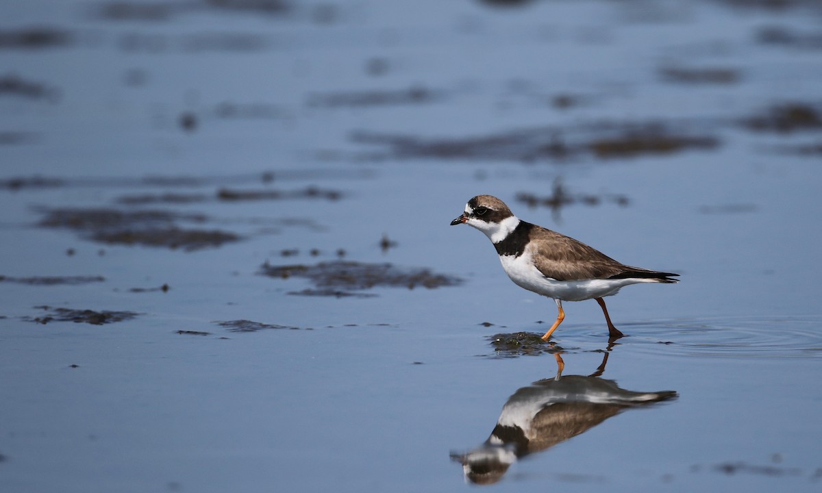 Semipalmated Plover - ML34025921