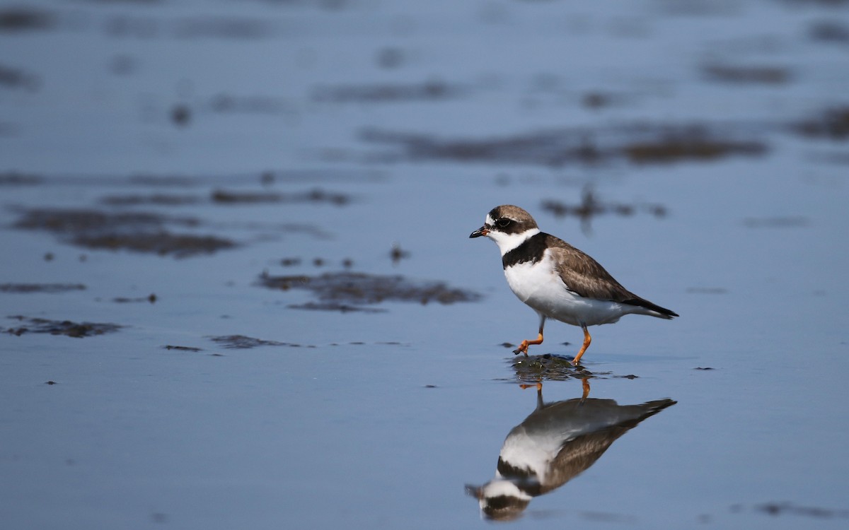Semipalmated Plover - ML34026051