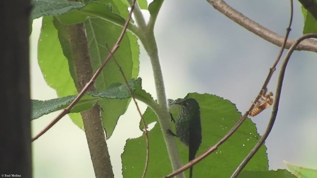 Yeşil Kuyruklu Kolibri - ML340261811
