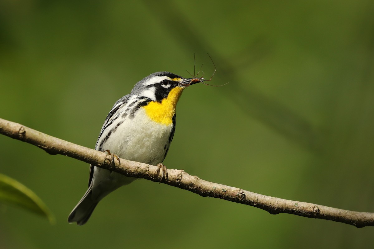 Yellow-throated Warbler - Kojo Baidoo