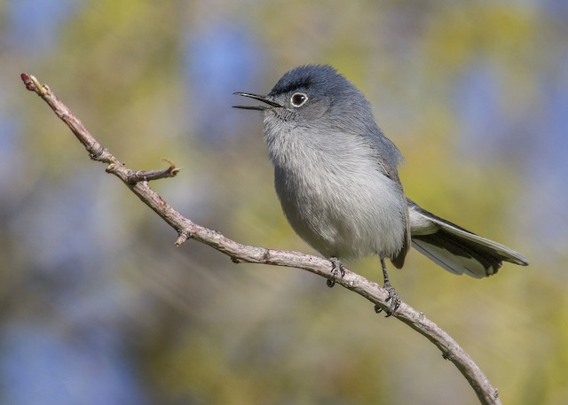 BLUE-GRAY GNATCATCHER – Birds of Nebraska – Online